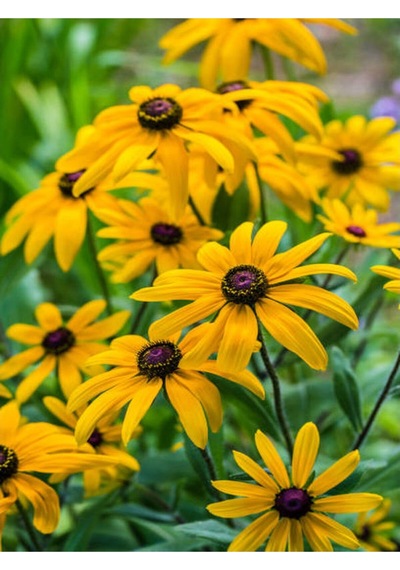 Europs Papatyası Sarı Papatya 5,5 10 Cm 1 Adet Tüplü/saksılı Papatya Yellow Daisy