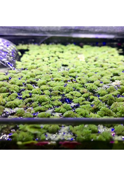 Ayrex Azolla Caroliniana 30 Cc Kapta Su Üstü Bitkisi Yavru Saklanması İçin Akvaryum, Havuz Bitkisi