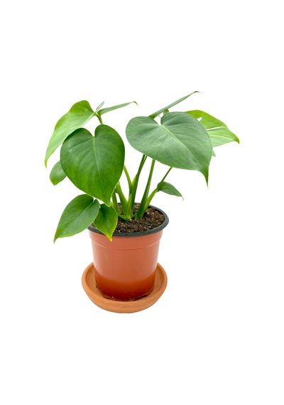 Monstera Deliciosa Deve Tabanı Orta Boy 45-50cm