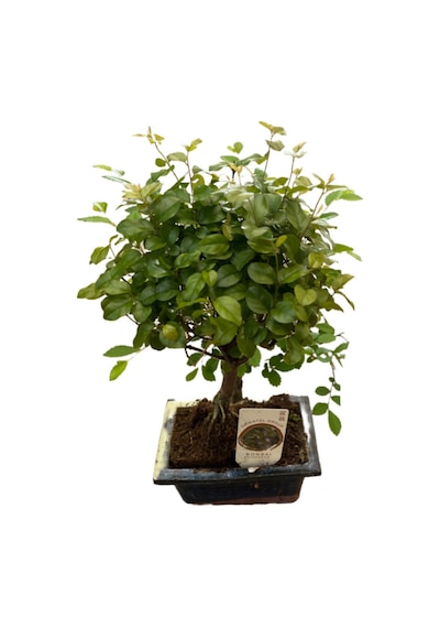 Bonsai - Sageretia Ø12 Cm Y25-30 Cm