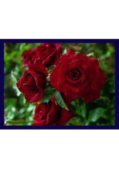 Mihrimah Sultan Gül Fidanı 10-20 Cm