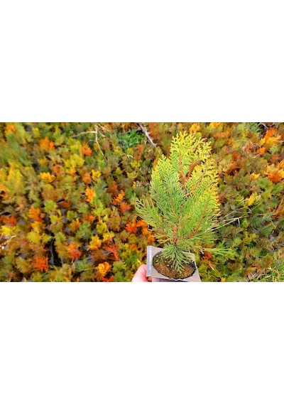 ALTUNİ MAZI FİDANI 20-30 cm - SARI ÇİT BİTKİSİ