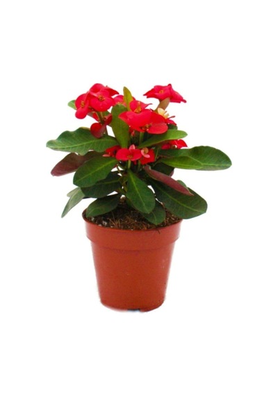 Videolu Kırmızı Milli Dikenler Tacı Çiçeği 1 Adet Saksılı 15-25cm Bahçe-salon Bitkisi Euphorbia
