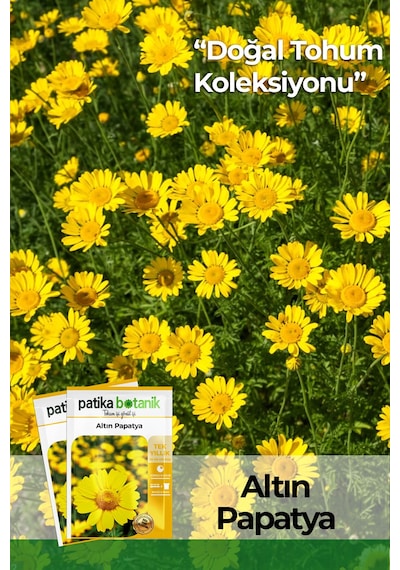 Patika Botanik 100 Adet Altın Papatya Tohumu Anthemis Tinctoria Kelwayii