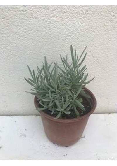 Blueviolet Moru Lavanta Fidanı Saksılı 3 Adet 10-20 Cm