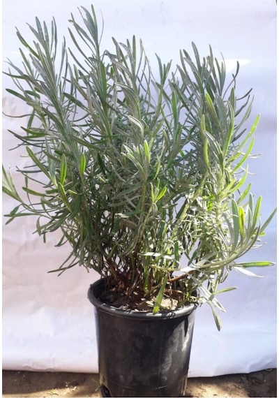 Lavanta Bitkisi /lavanta Fidanı 10-20 Cm