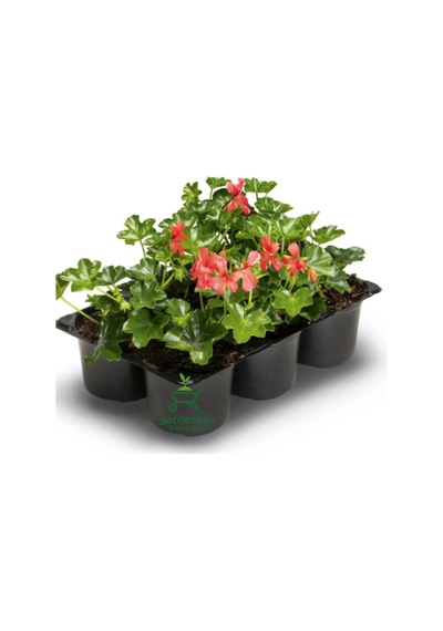 Pembe Renk Sakız Sardunya Fidesi 3 Adet Saksılı 10-25cm Pelargonium Peltatum Diğer