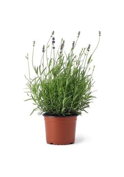 Saksı Tipi Lavanta Fidanı 5 Adet 10-20 Cm Intermedia