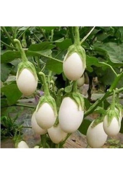 Nadir Ithal Beyaz Patlıcan Tohumu Ekim Seti 5
