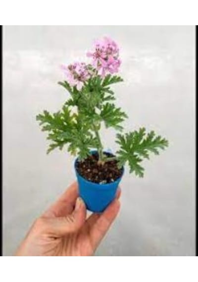 Palergonium Graveolens Itır Gül Damlası Çiçeği 10-20 Cm