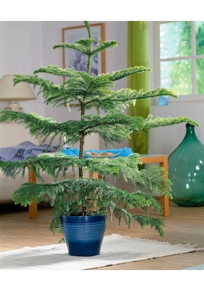 Arokarya Çamı – Salon Çamı 60 cm