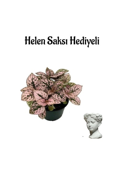 Zarif Yapraklı Pembe Hostes Çiçeği Sevgililer Gününe Özel Helen Saksı Hediyeli