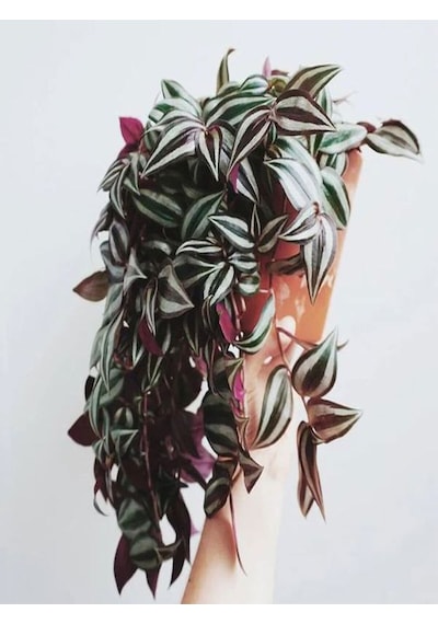 Videolu Alacalı Telgraf Çiçeği 1 Adet Saksılı/ Tüplü15-30cm Ofis Ev Bitkisi Tradescantia Zebrina