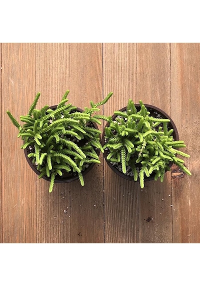 Prenses Çamı - Crassula Muscosa 50 Adet