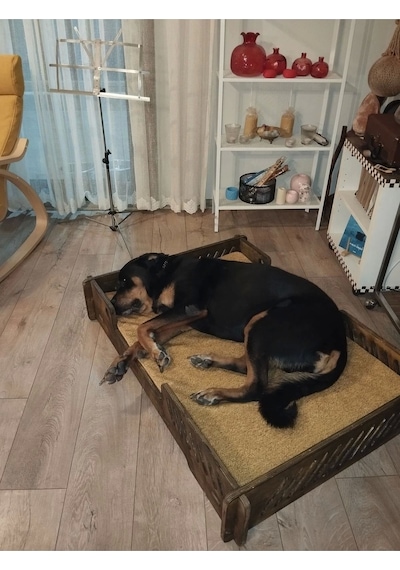 Köpek Yatağı 70 100 Cm Bilboa Rahat Ve Yıkanabilir Minder Yatak Dahil