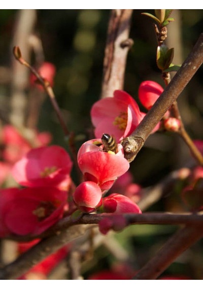 Japon Ayvası Japanese Quince Bol Çiçekli Süs Bitkisi Aşılı Meyve Fidanı