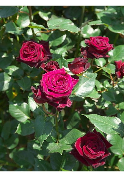 Videolu Bordo Yediveren Kokulu 25 50 Cm 2 Adet Gül Fidanı Saksılı Aşılı Gül Burgundy Rose