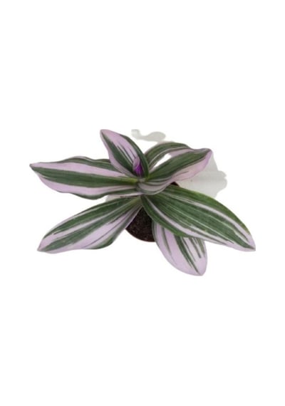 Nanouk Telgraf Çiçeği 10-20 Cm Tradescantia Nanouk