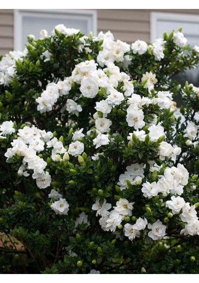 Videolu Kokulu Anne Hediyesi 1 Adet Gardenya Çiçeği Saksılı 30-45cm Gardenia Flower