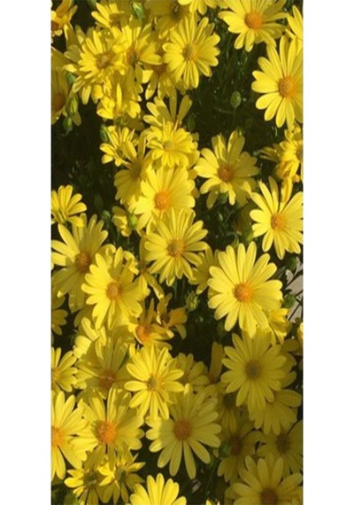 Videolu 1 Adet Sarı Papatya Fidanı Saksılı 35-65cm Yellow Daisy Sapling