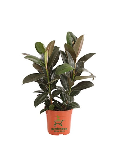 Mini Boy Kauçuk Fidanı Mini Boy 2'li Dikim 20-45cm Saksılı Salon Çiçeği Ficus Elastica