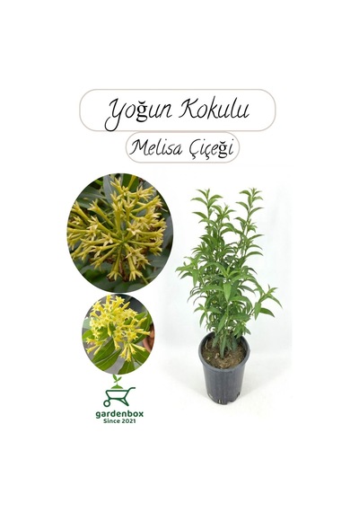 Melisa Parfüm Çiçeği 30-50cm 1 Adet Cestrum Nocturnum