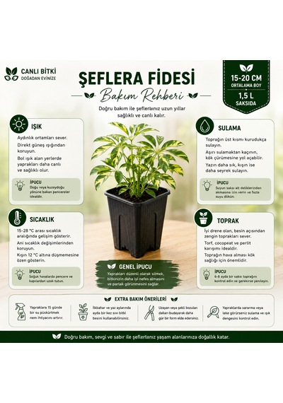 Alacalı Şeflera Fidesi 15-20 Cm 1,5 L Saksıda Canlı İç Mekan Bitkisi