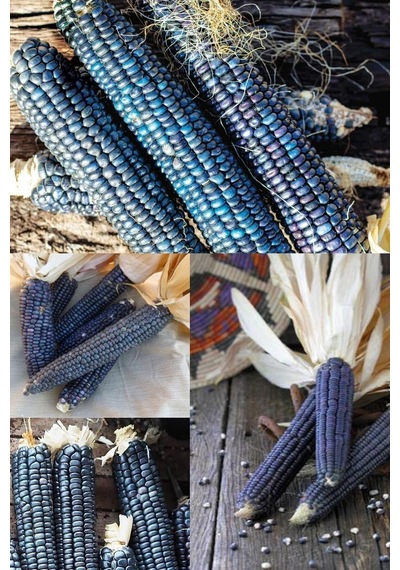 Hopi Blue Mısır Tohumu Atalık Kızılderili Mısırı