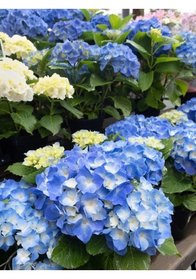 Videolu Muheteşem Görünümlü Mavi Ortanca Çiçeği 20 50 Cm 1 Adet Saksılı Bodur Bitki Rhododendron