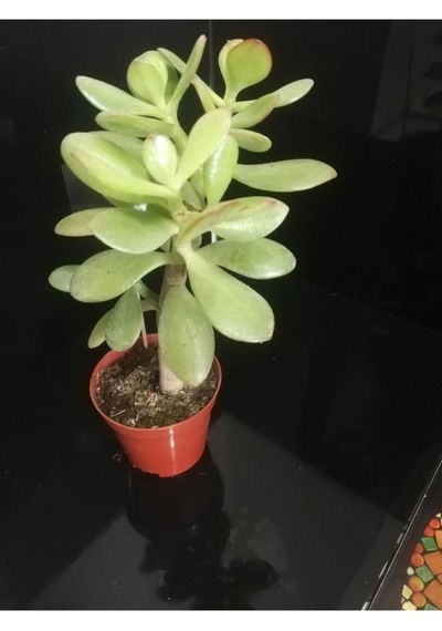 Para Ağacı Çiçeği Crassula Ovata Fidanı 10-20 Cm