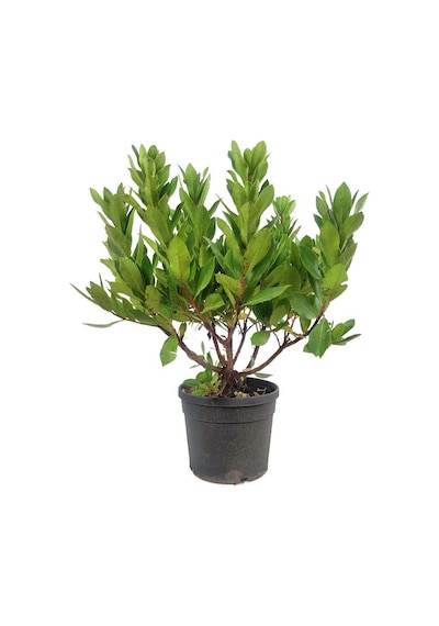 Kocayemiş Arbutus Unedo Fidanı 2 Adet