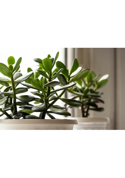 Para Ağacı Para Çiçeği Bereket Ağacı Fidanı Crassula Ovata 10-20 Cm