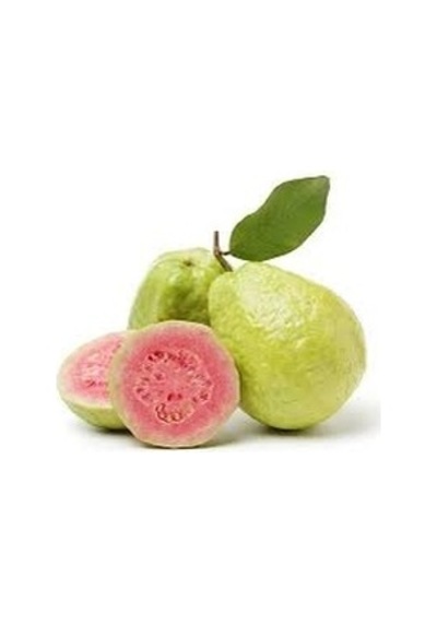 Armu Guava Fidanı Fidan