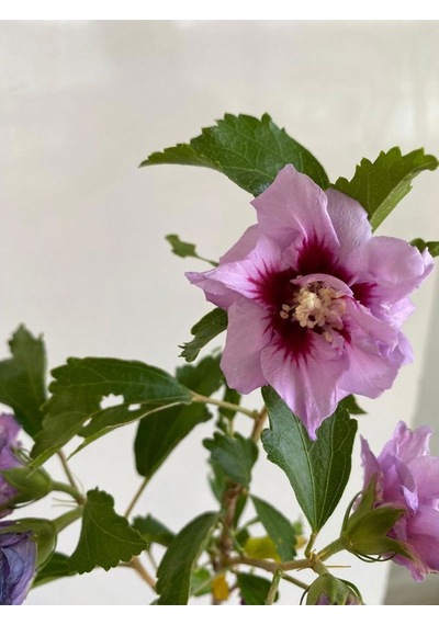 Hatmi Çiçeği Ağaç Fidanı 1 Adet Saksılı 40-60cm Althaea Officinalis