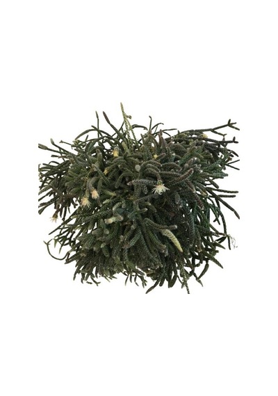 Rhipsalis Pilocarpa -spagetti Kaktüs