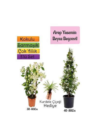 Kokulu Arap Yasemini+beyaz Begonvil+kurdele Çiçeği 3'lü Bahçe Seti