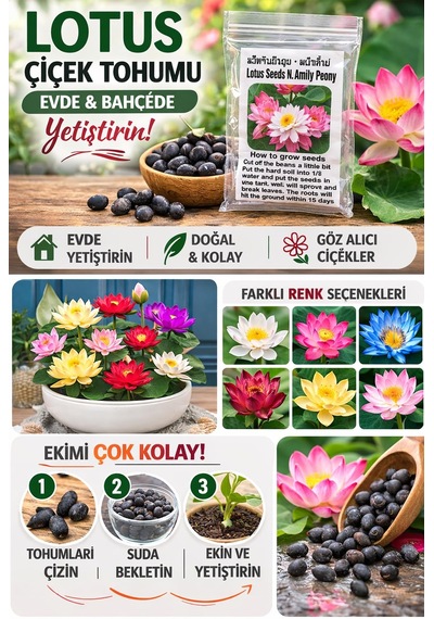 Lexroo Lotus Çiçeği Tohumu 5 Adet Nilüfer Çiçeği Tohumu Nadir K