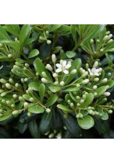 Mis Kokulu Yıldız Çalısı Pittosporum Tobira Japanese Cheesewood