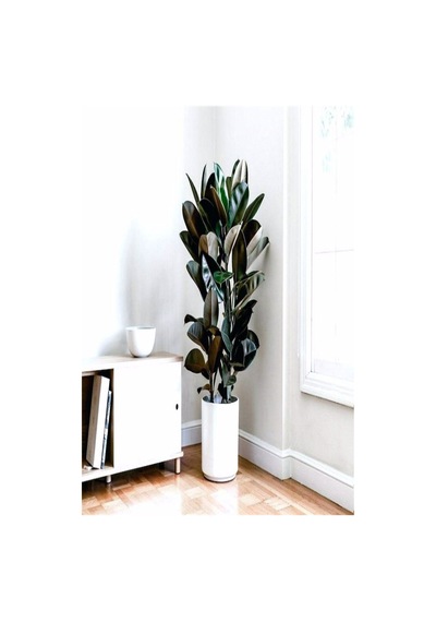 Kauçuk Bitkisi 2 Köklü 60-80 Cm