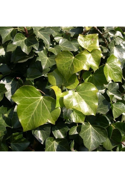 Tüplü Hedera Herdem Yeşil Kaya Sarmaşığı Fidanı
