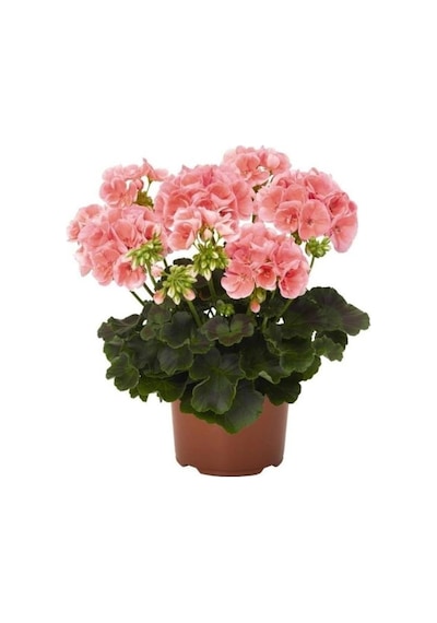 Açık Pembe Sardunya Çiçeği Fidesi 10-20 Cm