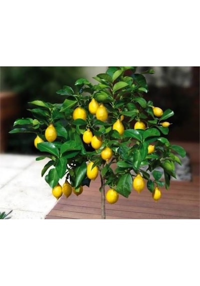 Ev İçin Saksılı Limon Ağacı Yediveren