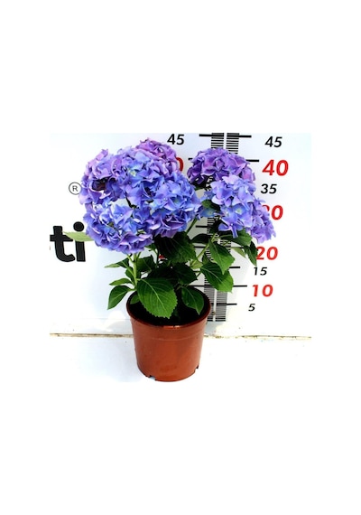 Videolu Ithal Mavi Tivoli Ortanca Çiçeği Fidanı 25-50 Cm Saksılı Çiçekli Bodur Blue Hydreangea