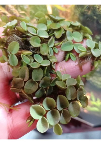 Salvinia Cucullata Canlı Akvryum Bitkisi 1 Porsiyon
