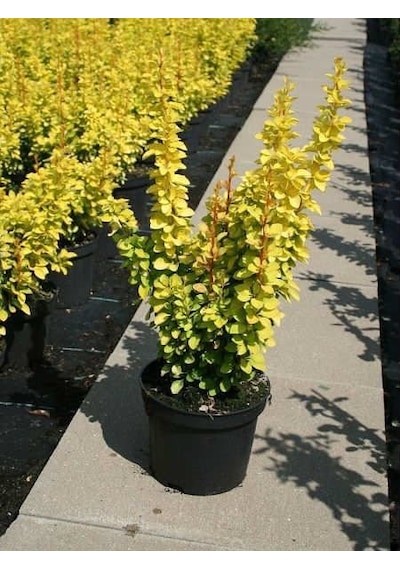 Sarı Berberis - Renkli Çit Bitkisi Sarı Berberis - Renkli Çit Bit