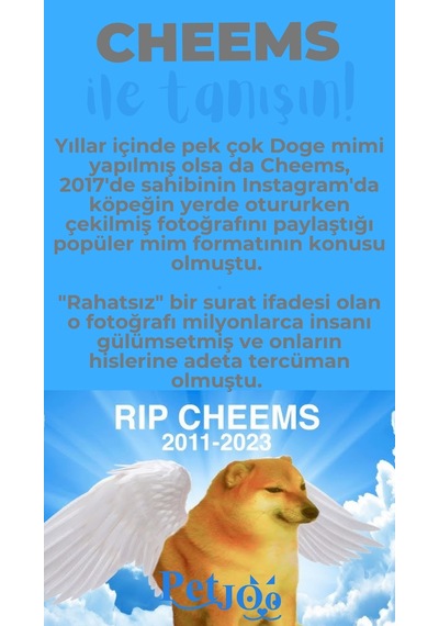 Petjoo 18.Cheems Mavi-Gri Qr'lı Köpek Künyesi