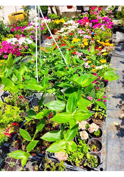 Askılı Saksıda Telgraf Çiçeği Hibiscus Trionum - Yeşil Ve Göze Çarpan Süs Bitkisi