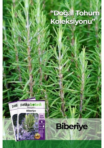 50 Adet Biberiye Tohumu (Rosmarinus Officinalis L.)