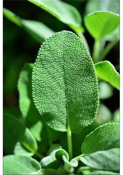 Tıbbi Adaçayı Salvia Officinalis 15 25 Cm