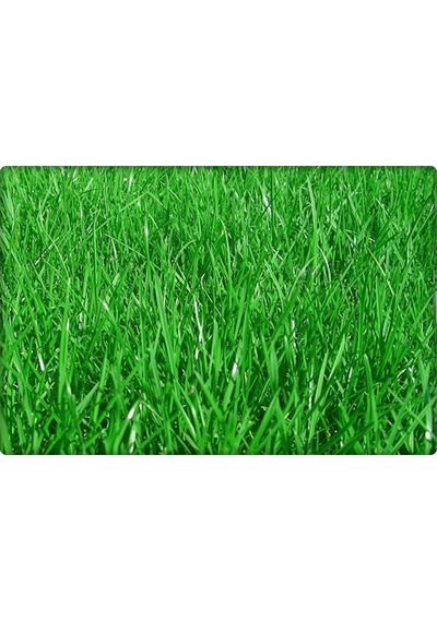 İngiliz Çimi Tek Çeşit 123510 KG Lolium Perenne 10 KG 200 M²